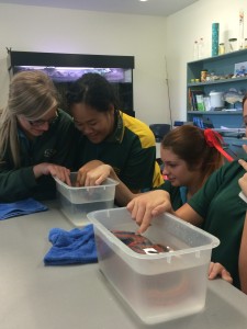 Clontarf high year 11 students with ocean life education