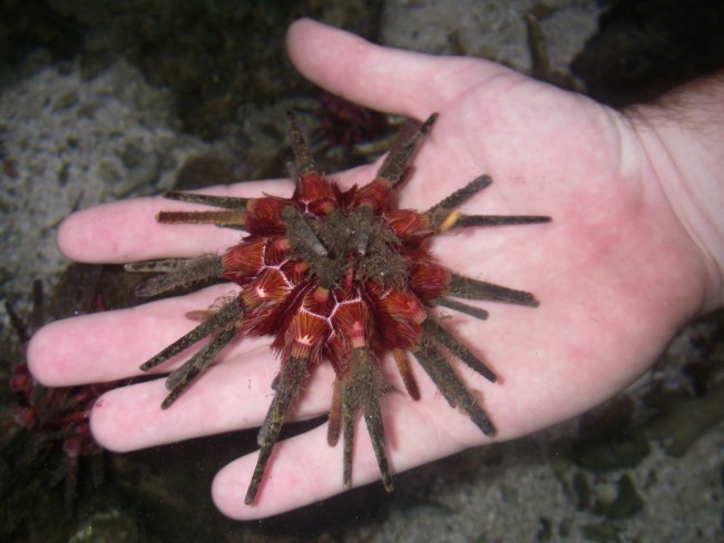 urchin on hand