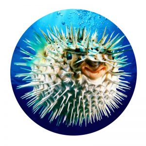 weird and wonderful puffer fish