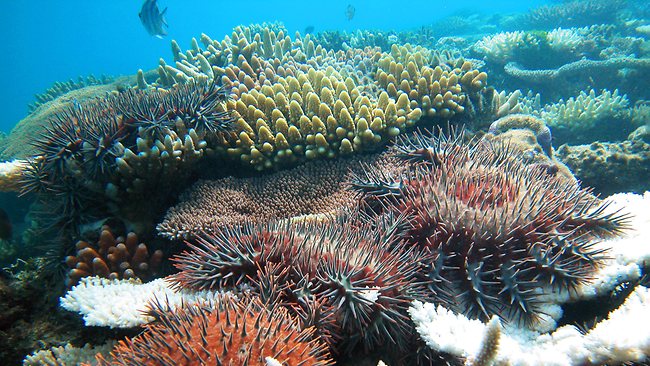 crown of thorns starfish-source-AIMS