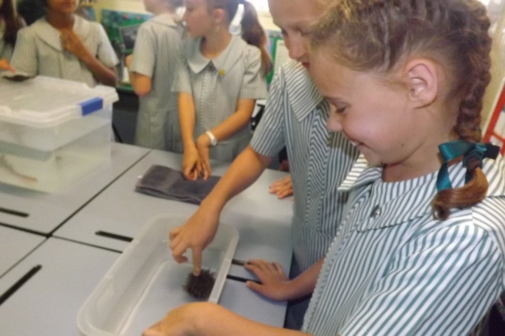 Clayfield College students interacting with marine life