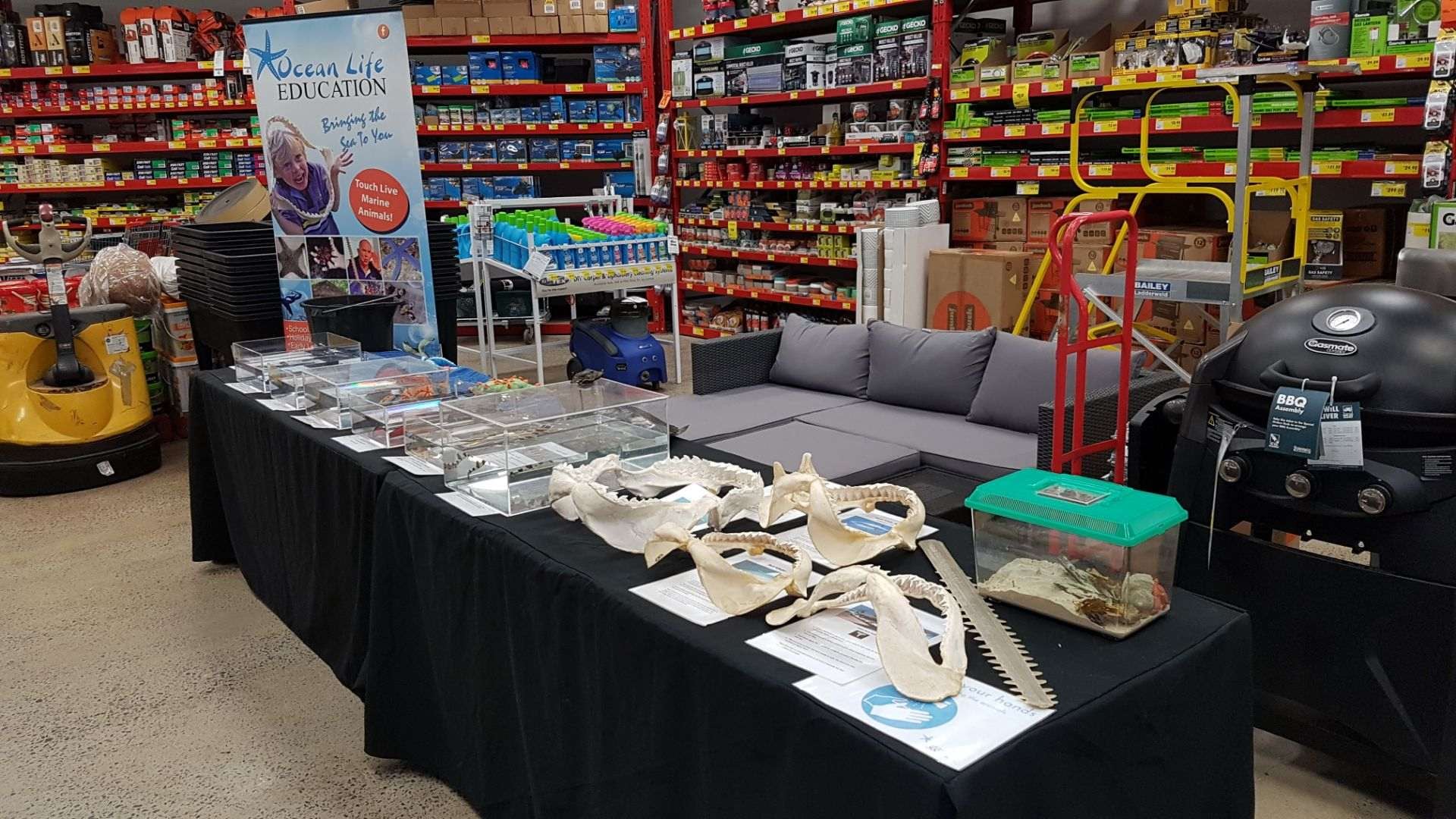 Bunnings Mt Gravatt Touch Tanks Oct 2018 Ocean Life Education