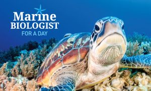 Marine Biologist For A Day | Ocean Life Education