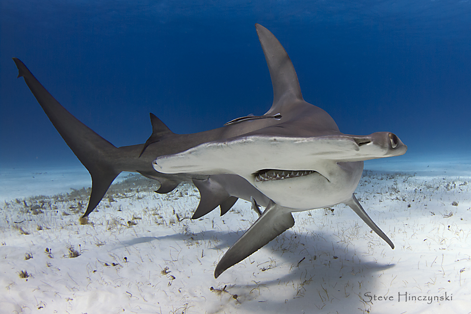 Amazing Sharks Facts Quiz - Ocean Life Education