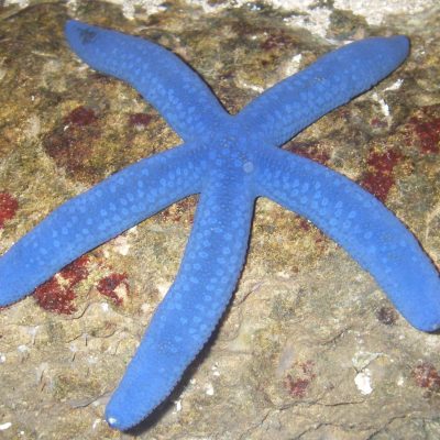 saestar factsheet