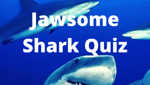 shark quiz