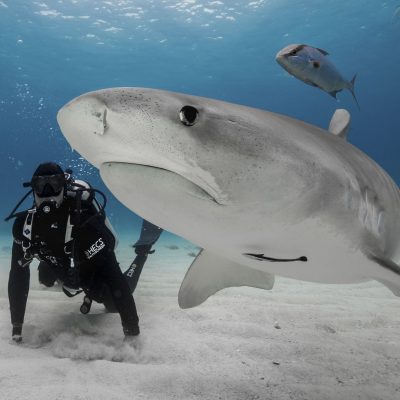 Shark Discovery