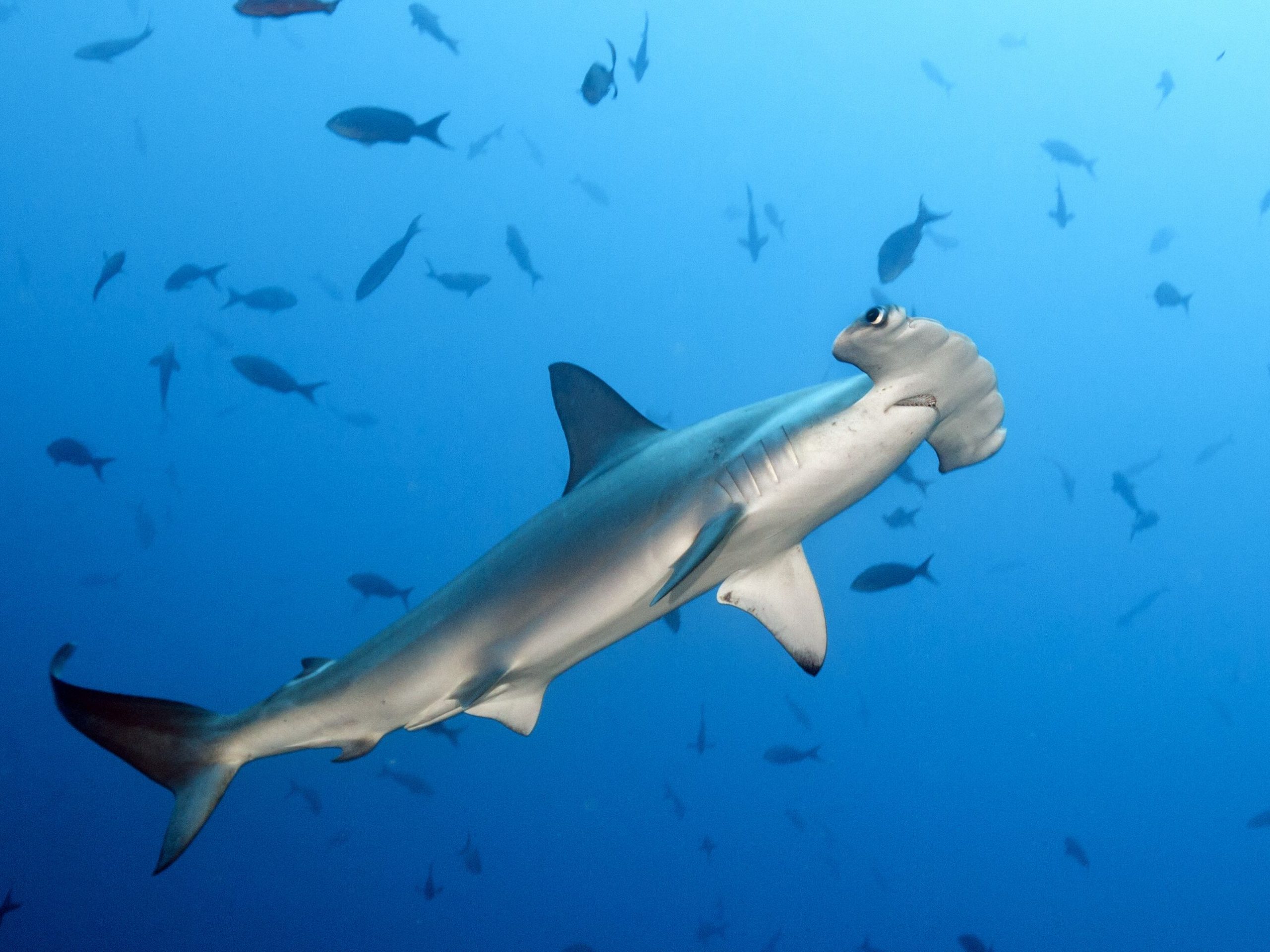 shark scalloped hammerhead 2 Ocean Life Education