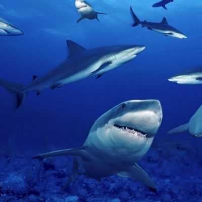 Amazing Sharks resources