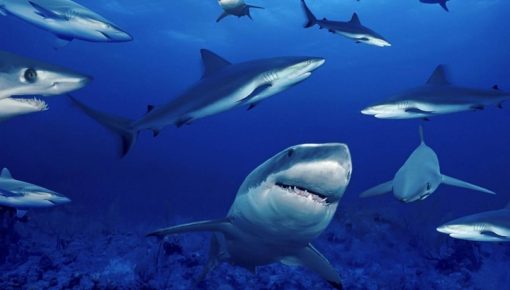 Amazing Sharks resources