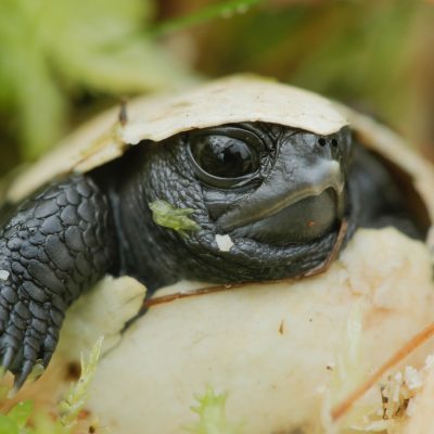 Life cycles turtle hatchling