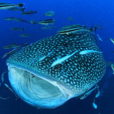 whale shark