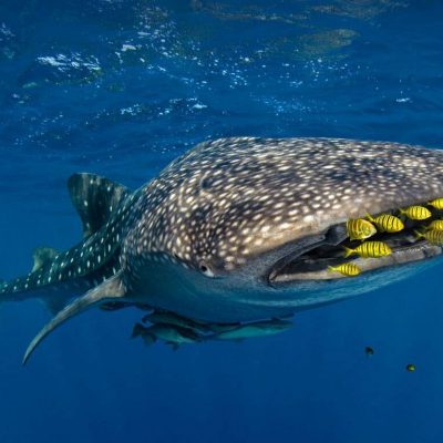 whale shark resources