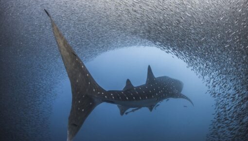 Whale Shark