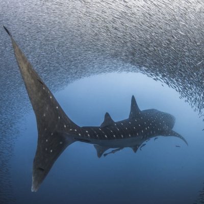 whale shark resource