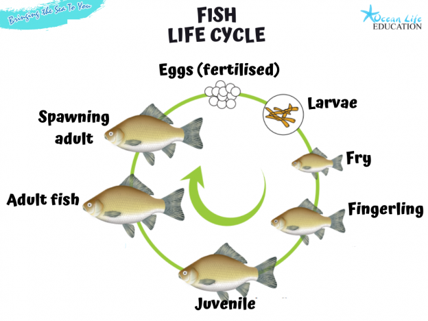 Life Cycle Of A Puffer Fish For Kids Google Search