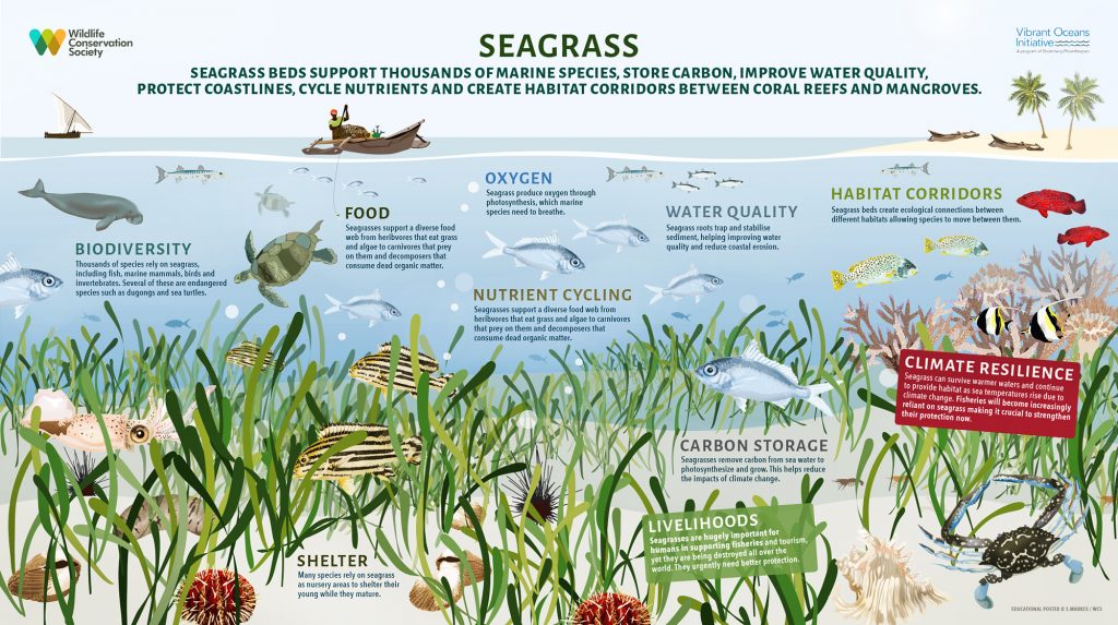 Seagrass Habitat
