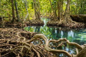 mangrove habitat