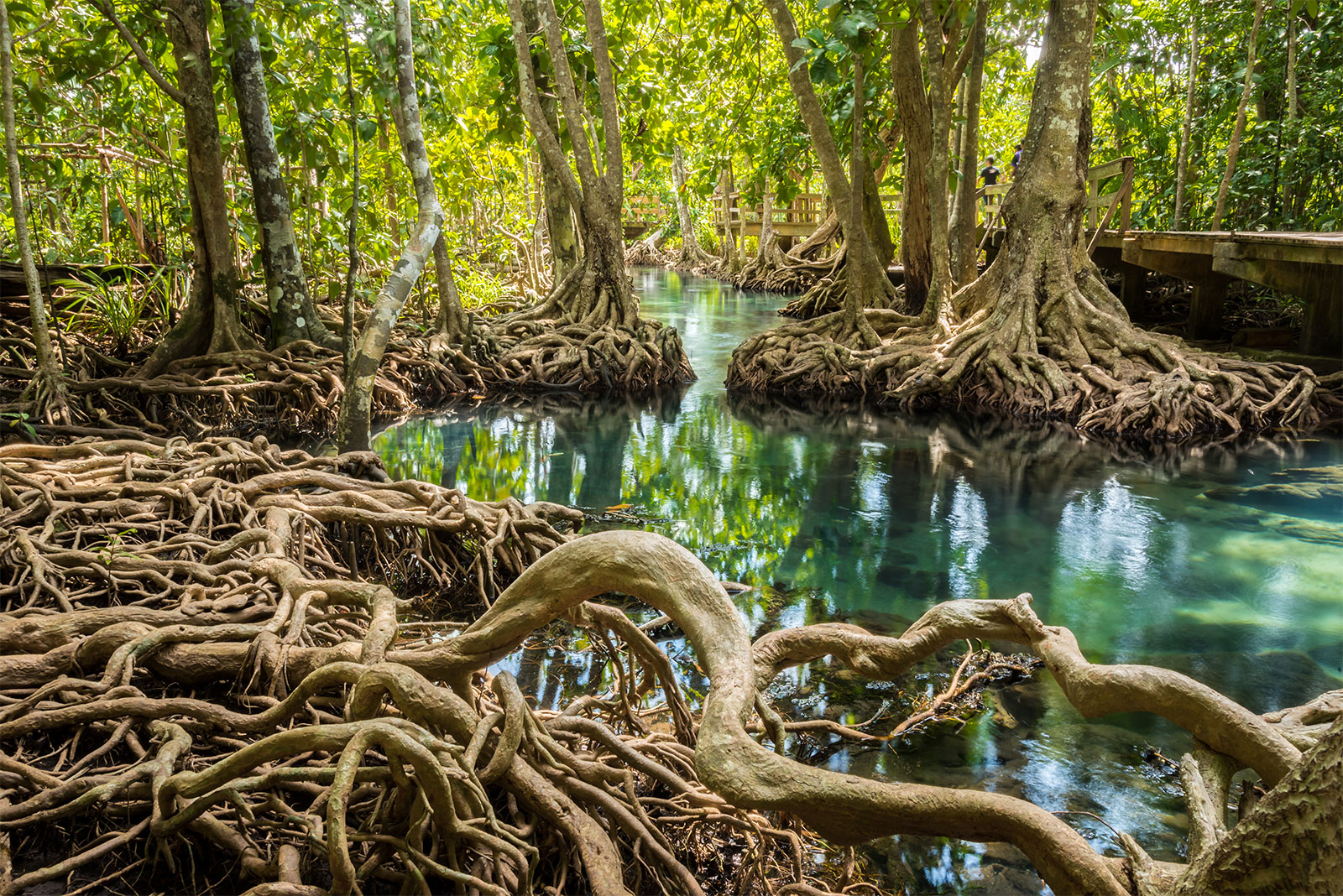 habitats mangrove | Ocean Life Education