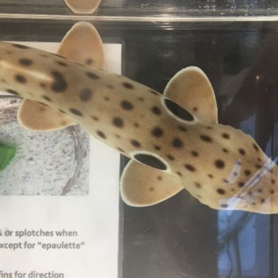 epaulette shark factsheet