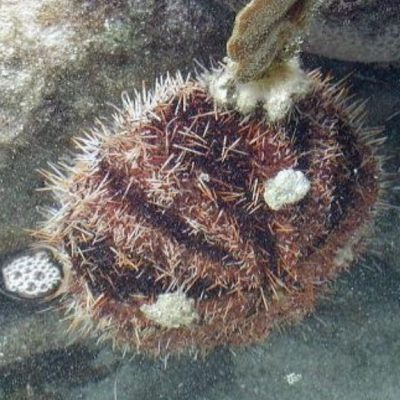 urchin factsheet