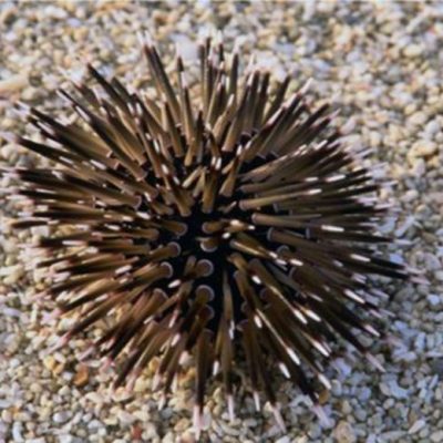 short spined urchin factsheet