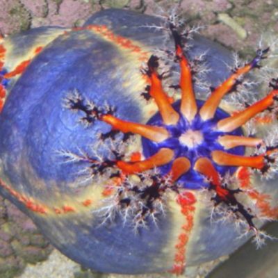 tropical sea cucumber factsheet