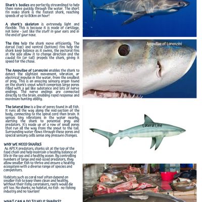 Shark Anatomy and adaptation