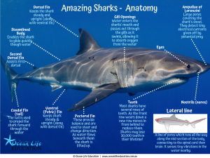 shark anatomy and adaptation