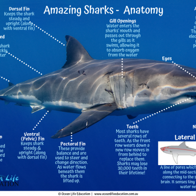 shark anatomy and adaptation