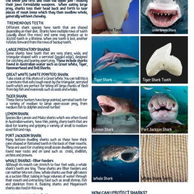 Sharks Teeth and adaptation
