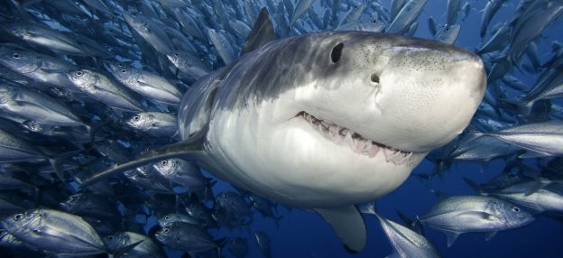 Engage Kids with Sharks - Ocean Life Education