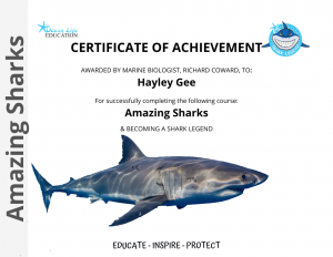 Amazing Sharks Certificate