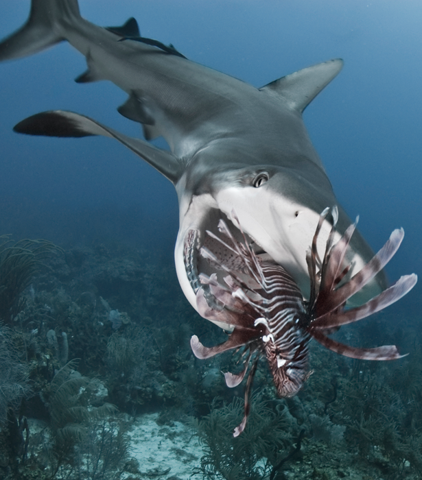 Engage Kids with Sharks - Ocean Life Education