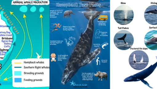 whale migration course