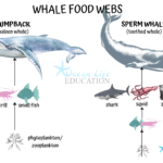 Whale Food Webs