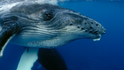 Humpback Whale Migration