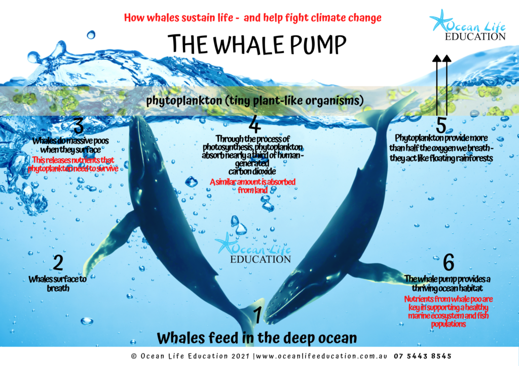 the whale pump