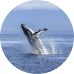 Humpback