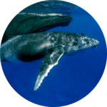 humpback migration