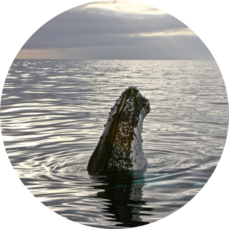 Humpback Whale Teaching Resources - Ocean Life Education