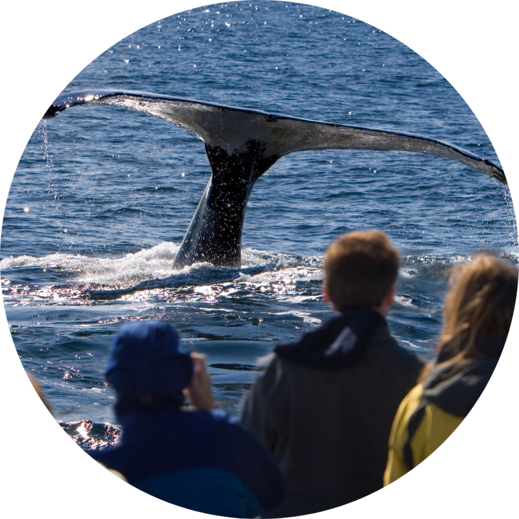 Humpback Whale Kids Course Ocean Life Education