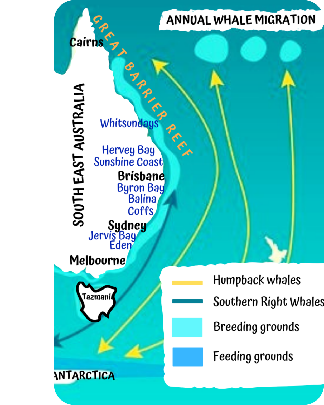 Whale Migration Map Atlantic Ocean 