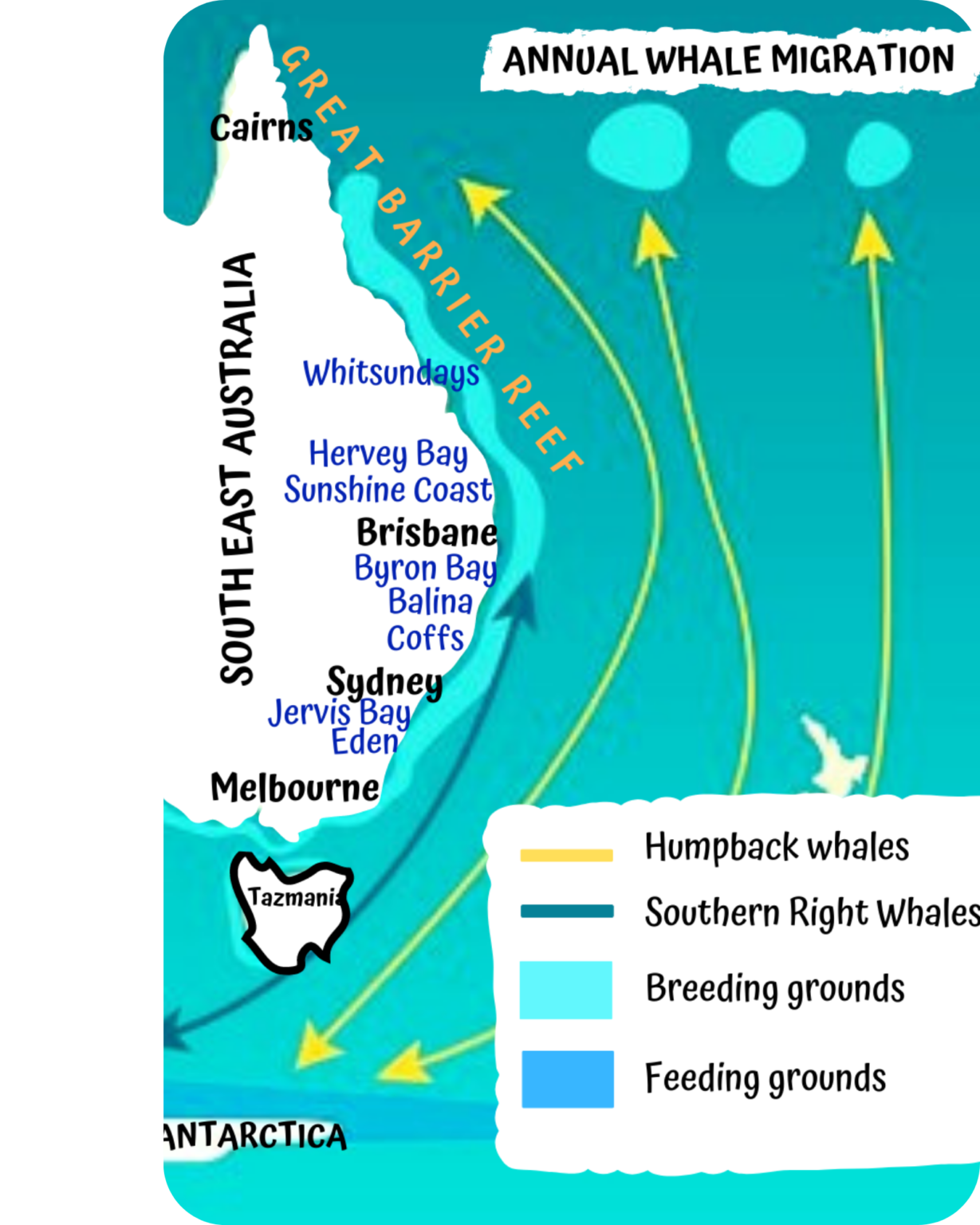 humpback whale travel routes