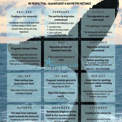 humpback migration calendar