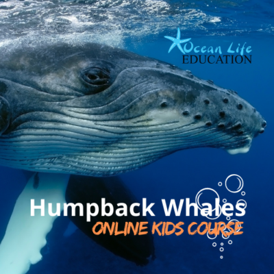 humpback whale online kids course