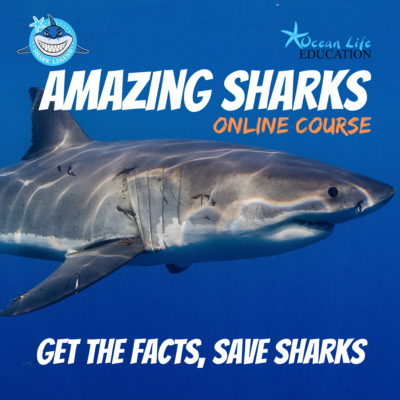 amazing sharks kids course