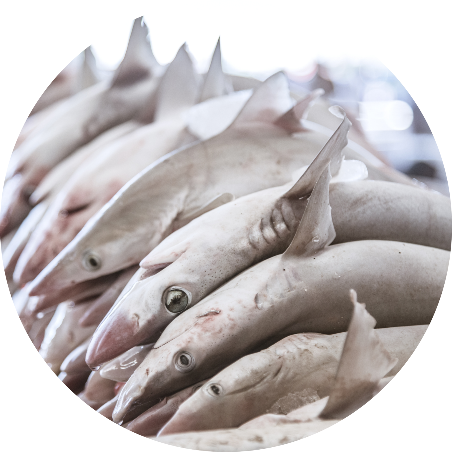 Should We Protect Sharks? - Ocean Life Education