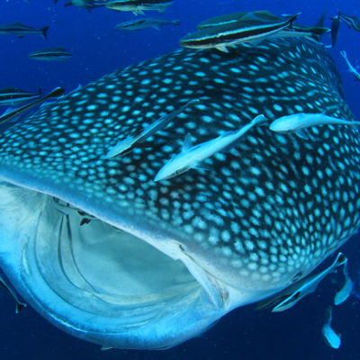 whale shark