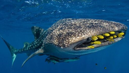 whale shark